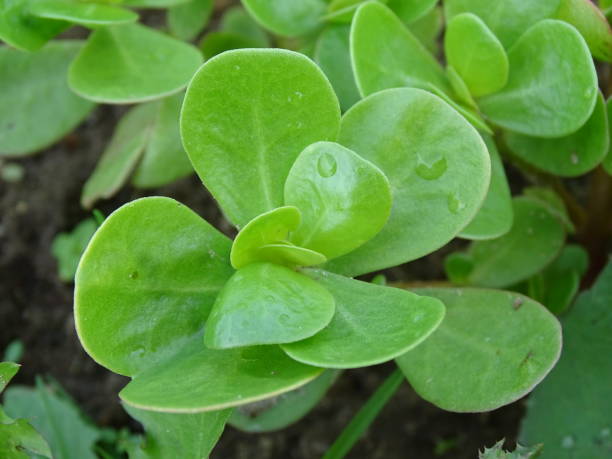 portulaca van close up (portulaca oleracea) - nature rain crop europe foto e immagini stock