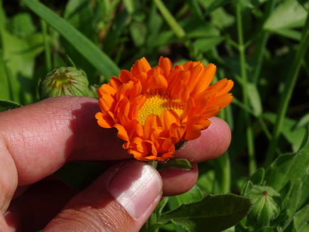 オレンジのマリーゴールド(カレンデュラ・オフィシナリス)を手に持つ - pot marigold single flower flower flower head ストックフォトと画像