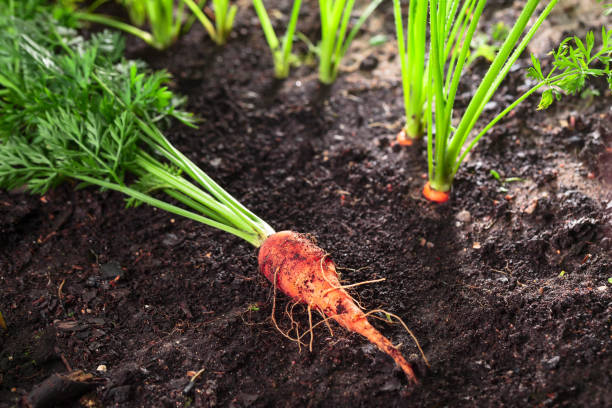 istock Fresh organic carrots in the garden. 1357679682