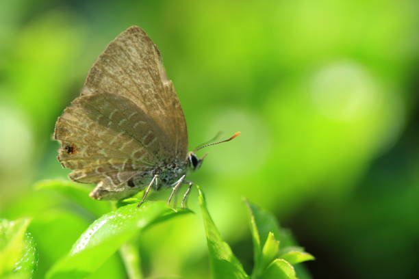 istock butterfly in the park 1357679697