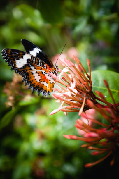 Butterfly on a flower, Bali, Indonesia stock photo