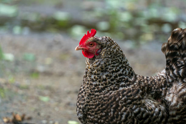 istock Hen portrait standing and looking for some food. 1357683600