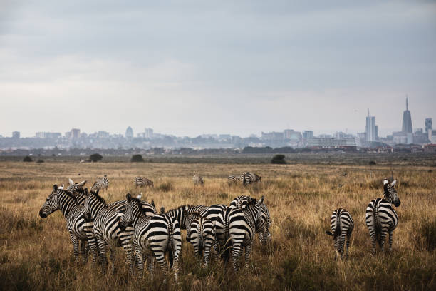 istock Zebras in Nairobi National Park, Kenya 1357683649