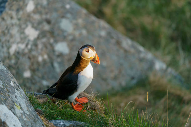 istock Atlantic Puffin seabird standing on the cliff. 1357683651