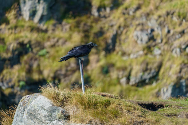 istock Carrion crow (Corvus corone) black bird sitting on the sign post. 1357683654