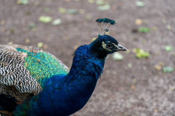 istock Beautiful Peacock ( Pavo cristatus )in the park. 1357684328