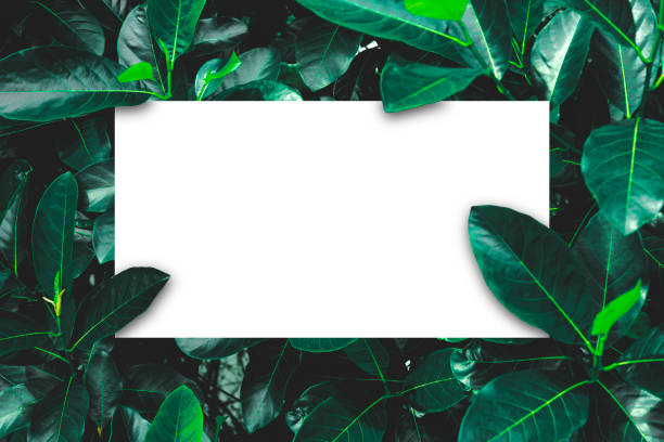 istock Green leaves pattern background, Natural background and white wallpaper 1357685658