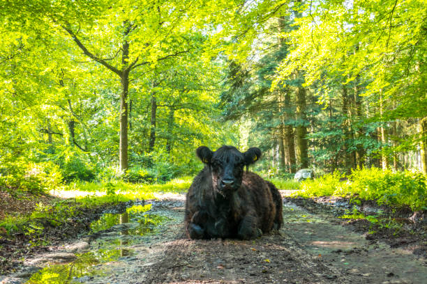 istock Scottish Highland cattle calfs in a nature reserve 1357685783