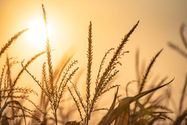 istock Autumn sunset landscape through cornfield 1357685854