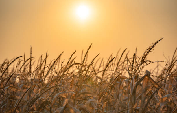 istock Autumn sunset landscape through cornfield 1357685855