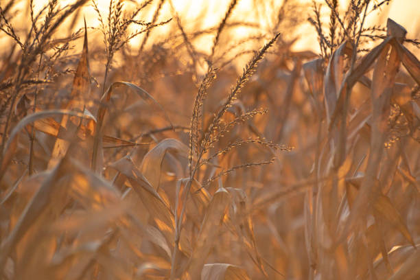 istock Autumn sunset landscape through cornfield 1357685858