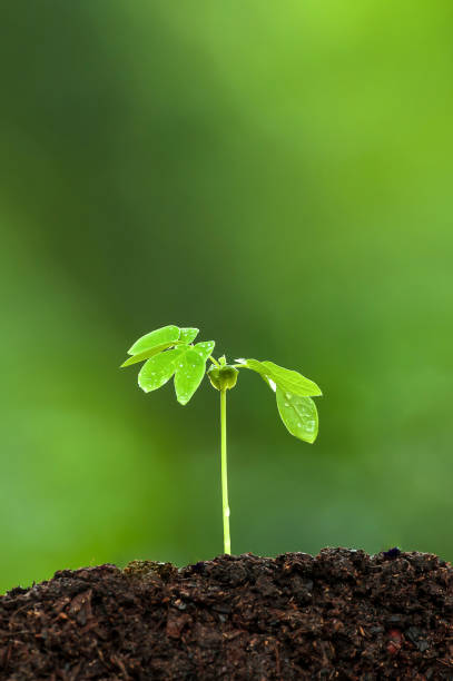 istock A green young tropical plant grows on fertile soil. 1357687183