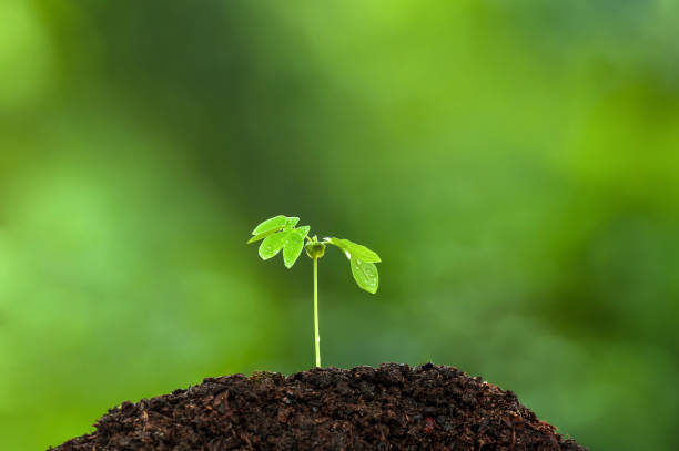 istock A green young tropical plant grows on fertile soil. 1357687188