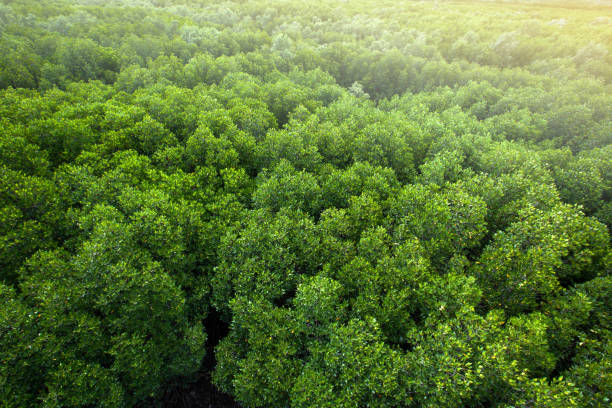 istock Aerial view of a green mangrove forest canopy. 1357687191
