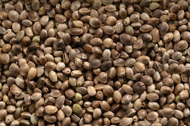 istock close up shot of hemp bred. 1357687664