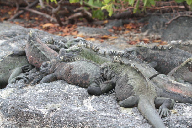 istock Punta Espinoza, Fernandina, Galapagos Islands 1357688907