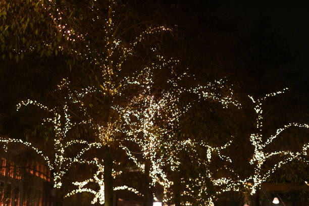 Christmas decorations in the trees at night during december holiday month in Zwolle, Overijssel, The Netherlands.