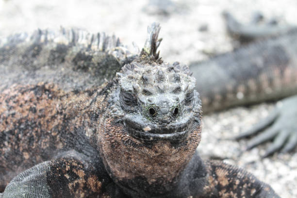 istock Punta Espinoza, Fernandina, Galapagos Islands 1357688922