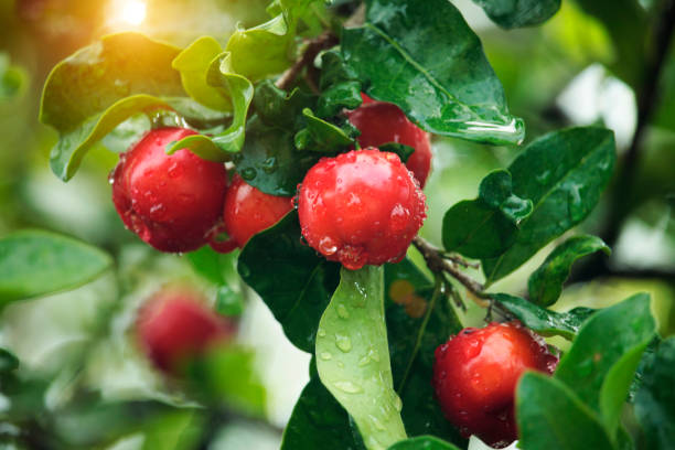 Fresh organic Acerola cherry on the tree.