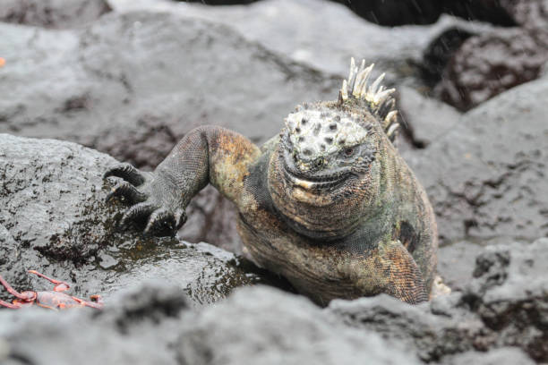 istock Punta Espinoza, Fernandina, Galapagos Islands 1357689126