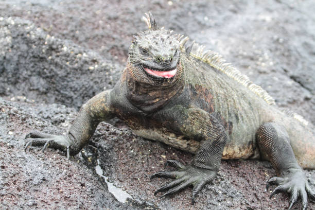 istock Punta Espinoza, Fernandina, Galapagos Islands 1357689188