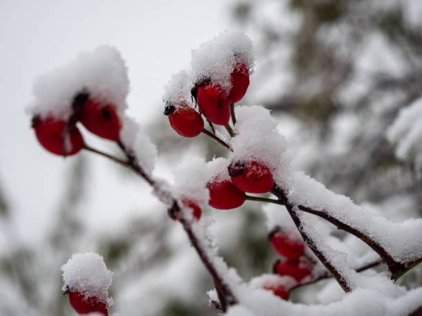 istock Rosehip in the snow. Rosehip berries in winter 1357689288