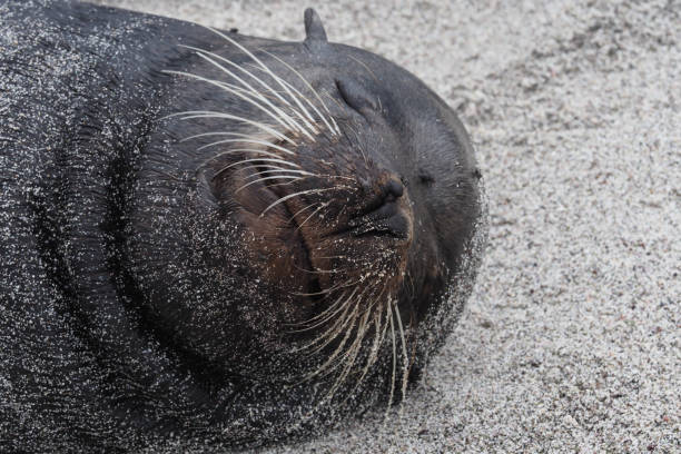 istock Punta Espinoza, Fernandina, Galapagos Islands 1357689313