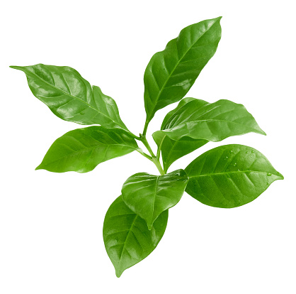 Coffee leaves isolated on white background