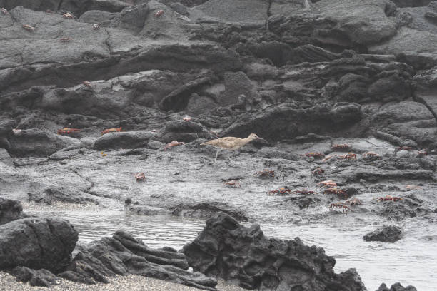istock Punta Espinoza, Fernandina, Galapagos Islands 1357689993