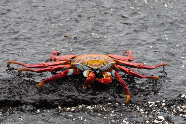 istock Punta Espinoza, Fernandina, Galapagos Islands 1357690147