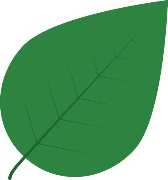 Vector illustration of simple isolated leaf vector, green