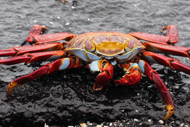 istock Punta Espinoza, Fernandina, Galapagos Islands 1357690181