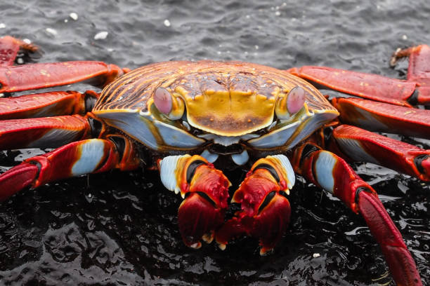 istock Punta Espinoza, Fernandina, Galapagos Islands 1357690205