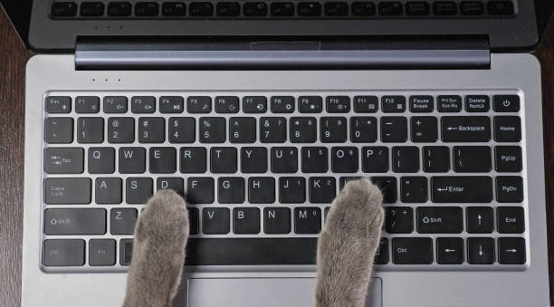 istock Cat presses buttons on laptop keyboard distracting from work 1357690989