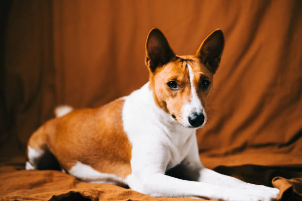 istock Portrait of red white basenji dog. 1357692189
