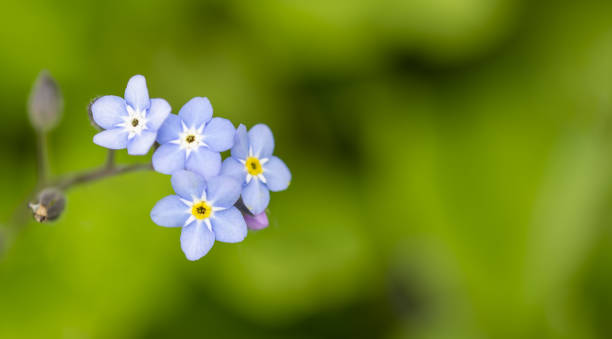 istock Forget-me-not flower macro on green blurred nature background. Spring flower banner 1357693075