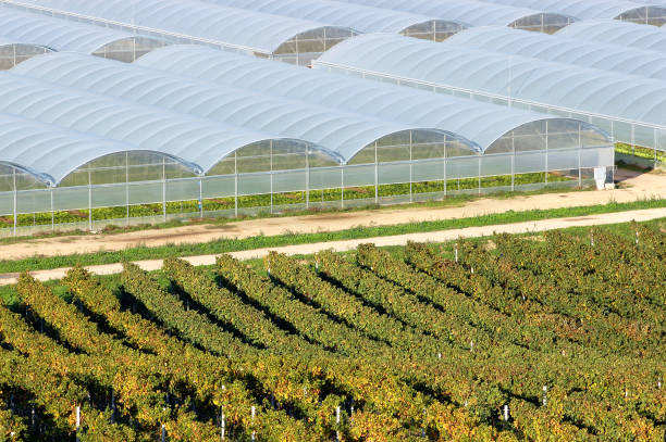 Greenhouse with vegetable cultivation, Italy, Europe