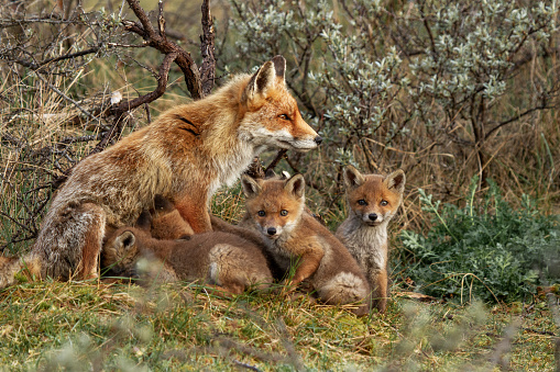 A mother red fox in the wild with her cubs