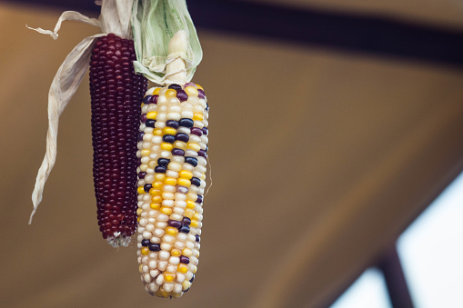 Organic corn in a village market
