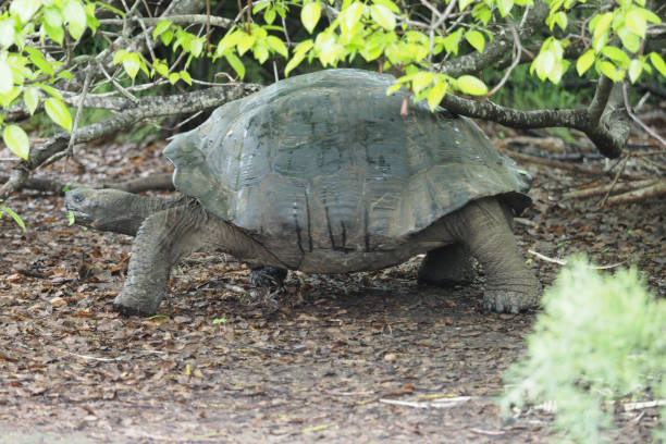 istock Bahia Elisabeth, Isabela, Galapagos Islands 1357694494