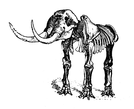 Antique illustration: Mastodon skeleton