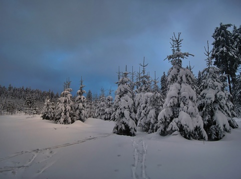 Christmas winter landscape,snowy trees,fresh powder snow,mountain forest,blue sky and clouds.