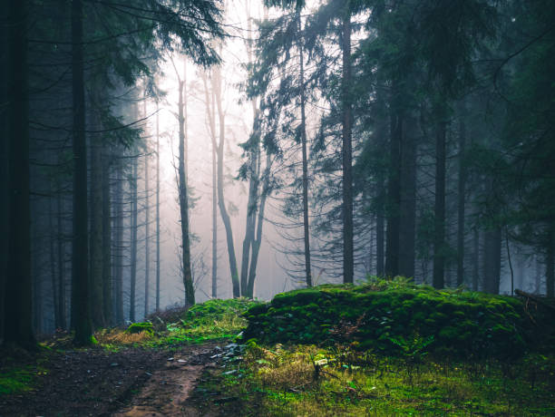 istock Mysterious foggy forest 1357697513