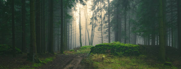 istock Mysterious foggy forest 1357697515