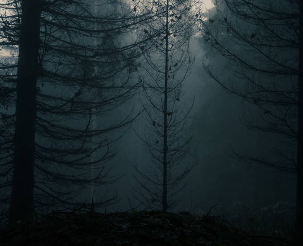 istock Creepy foggy forest with coniferous trees 1357697529
