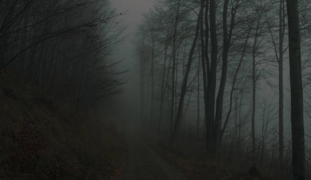istock Creepy beech trees forest in Jeseniky mountains at autumn 1357697545
