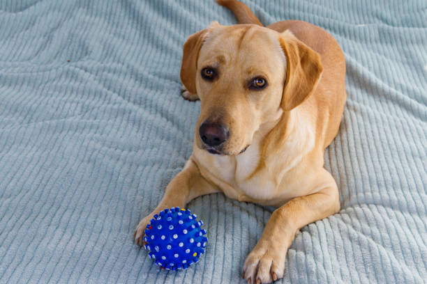 istock Labrador retriever dog playing with ball toy 1357697772