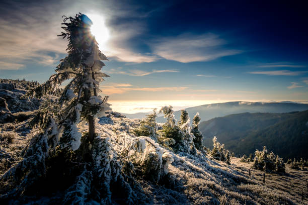 istock Scenic landscape with spruce trees covered with rime 1357697862