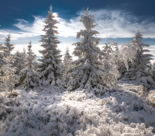 istock Spruce trees covered with snow and rime 1357697868