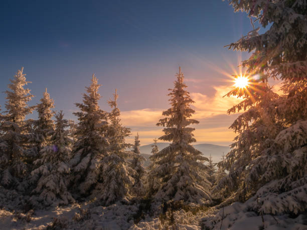 istock Spruce trees covered with snow and rime 1357697913